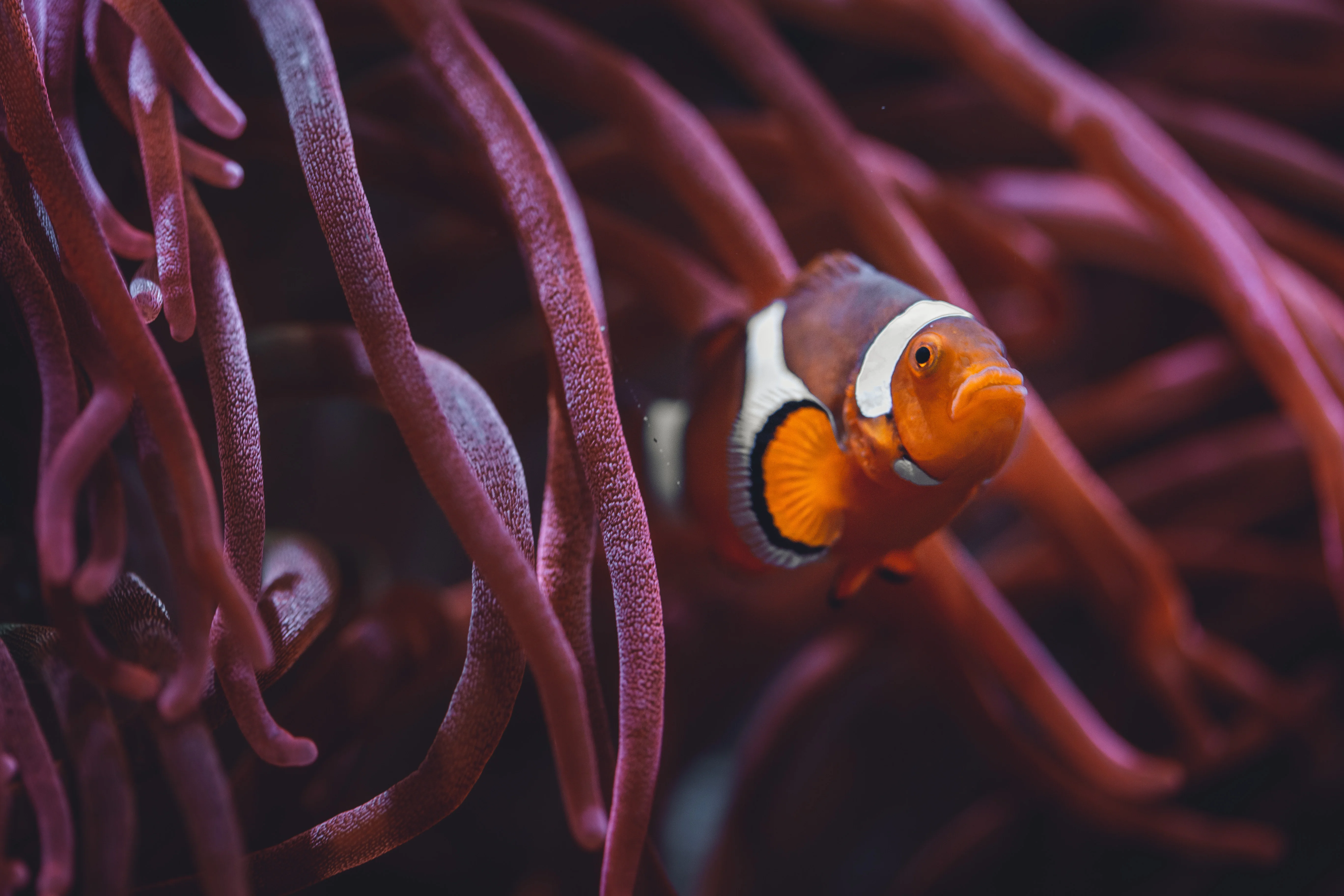 Image for Toledo Zoo & Aquarium