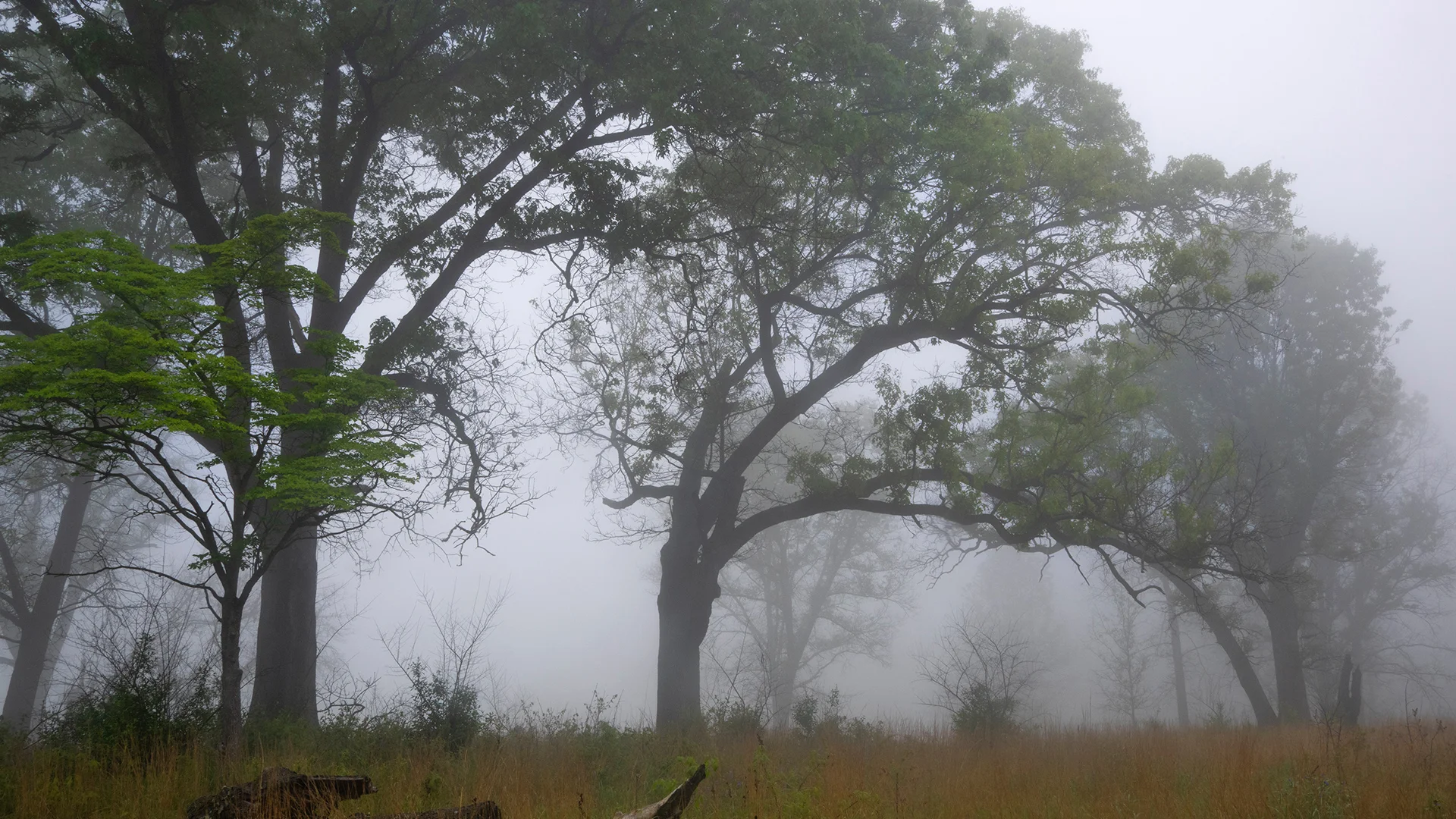 Image for the Point of Interest Oak Shade Grove